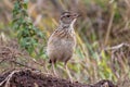 Birds Of Nairobi National Park Wildlife Animals In Kenya East African