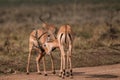 Impala African Antelope Rooibok Wildlife Animals Mammals In Nairobi National Park Kenya East Africa Landscapes Fields Meadows