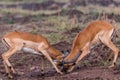 Impala African Antelope Rooibok Wildlife Animals Mammals In Nairobi National Park Kenya East Africa Landscapes Fields Meadows