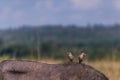 Giraffe Wildlife Animals Grazing In Nairobi National Park Kenya East Africa Fields Meadows Environment Nature Clouds Sky