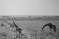 Giraffe Wildlife Animals Grazing In Nairobi National Park Kenya East Africa Fields Meadows Environment Nature Clouds Sky