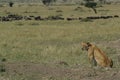 Kenyan Lion