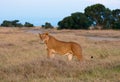 Kenyan Lion