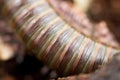 Kenyan millipede Telodeinopus aoutii feasting on fruits, class: Diplopoda is crawling on wooden sticks and coconut substrate. Royalty Free Stock Photo