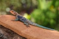 Kenyan Rock Agama (Agama lionotus) lizard Royalty Free Stock Photo