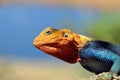 Kenyan Rock Agama close-up picture Royalty Free Stock Photo