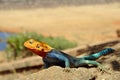 Kenyan Rock Agama close-up picture Royalty Free Stock Photo