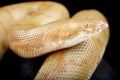 Albino Kenyan sand boa Eryx colubrinus Royalty Free Stock Photo