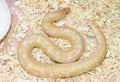 Kenyan sand boa(Eryx colubrinus loveridgei) Royalty Free Stock Photo