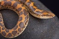 Kenyan sand boa (Gongylophis colubrinus)