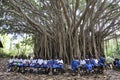 Kenyan school-children under a huge tree in Haller Park in Mombasa, where a swiss renatured calc-hills and wholes into a animal