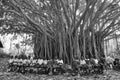 Kenyan school-children under a huge tree in Haller Park in Mombasa, where a swiss renatured calc-hills and wholes into a animal