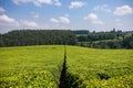 Kenya Landscapes Tea Leaves Farm Farming Plantations Fields Meadows Agriculture Agribusiness Travel Documentary In Limuru Kiambu Royalty Free Stock Photo