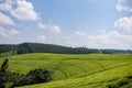 Kenya Landscapes Tea Leaves Farm Farming Plantations Fields Meadows Agriculture Agribusiness Travel Documentary In Limuru Kiambu Royalty Free Stock Photo