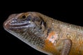 Kenyan zebra skink (Trachylepis dichroma) male