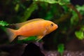 Kenyi cichlid Maylandia lombardoi aquarium fish Royalty Free Stock Photo