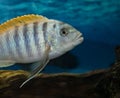 Kenyi Cichlid Maylandia Lombardoi Aquarium Fish. Film Grain Effect. The Concept of Comfort at Home Royalty Free Stock Photo