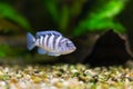 Kenyi cichlid Maylandia lombardoi aquarium fish. Royalty Free Stock Photo