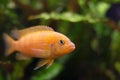 Kenyi cichlid Maylandia lombardoi aquarium fish. Royalty Free Stock Photo