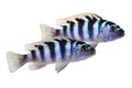 Kenyi or Kennyi cichlid aquarium fish Maylandia lombardoi Royalty Free Stock Photo
