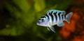 Kenyi or Kennyi cichlid Maylandia lombardoi aquarium fish Royalty Free Stock Photo