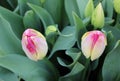 Kenzo Tulip. Two single tulips on the flower bed. Spring in the Netherlands