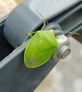 Kepik Daun . Pentatomidae. Animalia