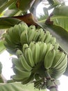 Kepok banana
