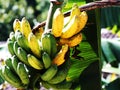 Kepok Banana Royalty Free Stock Photo