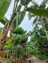 Kepok banana trees bearing fruit in the garden