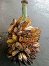 Kepok bananas as raw materials and delicious snacks