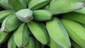 Kepok bananas harvested by farmers