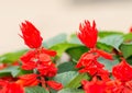 Ker-gawler salvia splendens Royalty Free Stock Photo