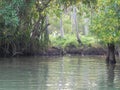 Kerala back waters reflecting the Sun light