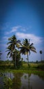 Kerala beauty coconut tree skye