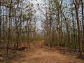 Kerala forest department teak plantation, Thiruvananthapuram Royalty Free Stock Photo