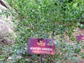 Winter Green plantation in Spice Garden in Munnar, Kerala, India