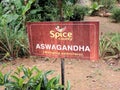 Withania somnifera plantation in Spice Garden in Munnar, Kerala, India