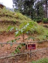 Boswellia Serrata plantation in Spice Garden in Munnar, Kerala, India