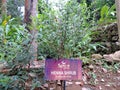 Lawsonia inermis plantation in Spice Garden in Munnar, Kerala, India