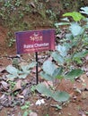 Pterocarpus santalinus plantation in Spice Garden in Munnar, Kerala, India