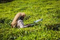 Indian woman harvests tea leaves at tea plantation at Munnar