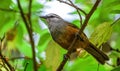 Kerala laughing thrush photo taken from Munnar in kerala, India.