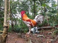 Kerala native rooster. Colour like ash then kerala peoples called & x27;chara poovan& x27; its Malayalam words