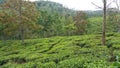 Kerala Tourism - Idukki Flowers & Plants