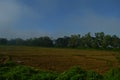 Kerala village morning view of paddy field landscape