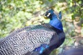 Peacock blues - Kerala Zoo - birds and animals