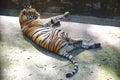 Tiger stripes playing at Kerala zoo