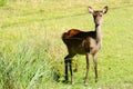 Kerama deer seen on Aka island, Okinawa, Japan