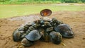 Kerang sungai cikaso, river shells Royalty Free Stock Photo